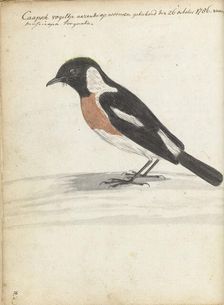 Cape bird, 1786. Creator: Jan Brandes