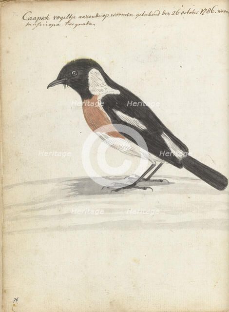 Cape bird, 1786. Creator: Jan Brandes.