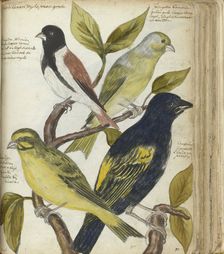 Cape Birds, 1786-1787. Creator: Jan Brandes