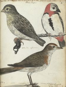 Cape birds, 1786. Creator: Jan Brandes