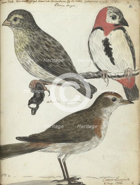 Cape birds, 1786. Creator: Jan Brandes.