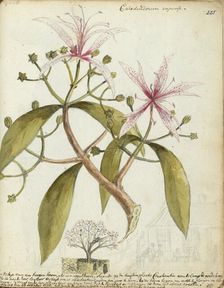 Cape chestnut, (Calodendrum capense), 1778. Creator: Jan Brandes