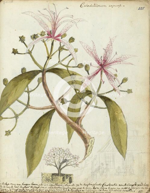 Cape chestnut, (Calodendrum capense), 1778. Creator: Jan Brandes.