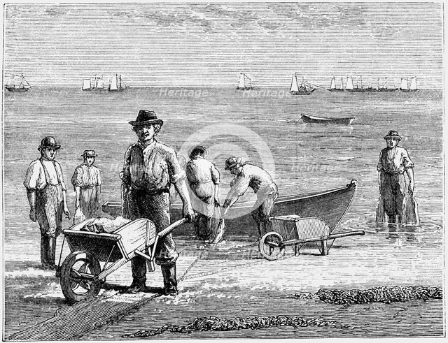 Cape Cod fisherman washing fish, 1875. Artist: Unknown