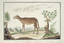 Cape ewe, 1777-1786. Creator: Robert Jacob Gordon