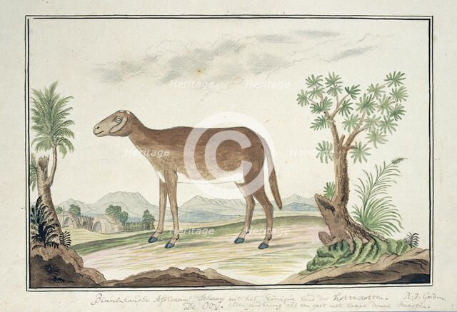 Cape ewe, 1777-1786. Creator: Robert Jacob Gordon.