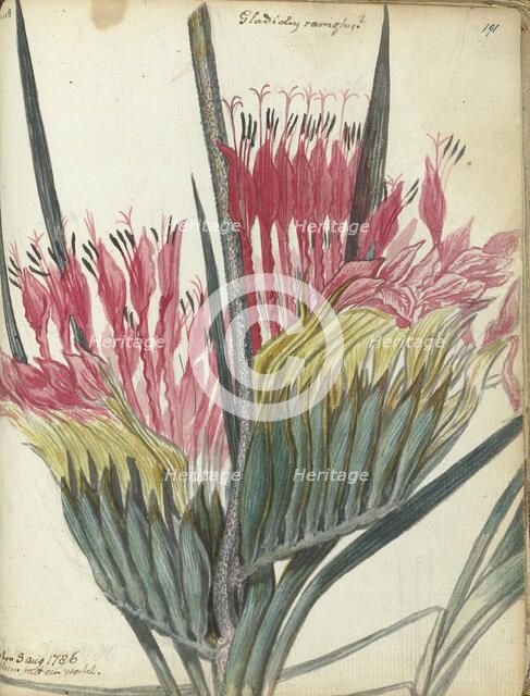 Cape flower, 1786. Creator: Jan Brandes.