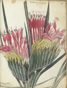 Cape flower, 1786. Creator: Jan Brandes
