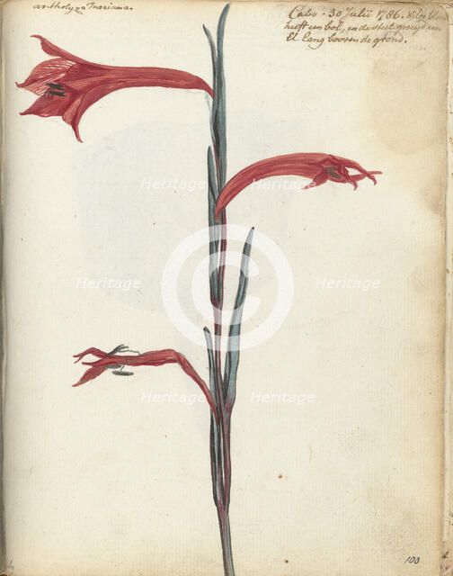 Cape flower, 1786. Creator: Jan Brandes.