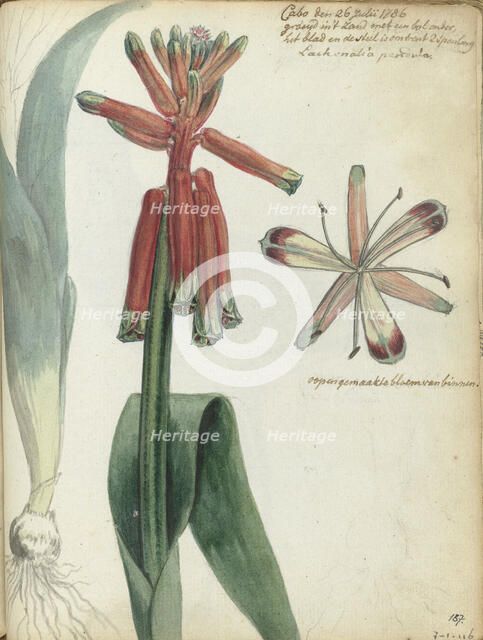 Cape flower, (Lachenalia pendula), 1786. Creator: Jan Brandes.