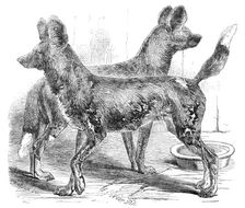 Cape Hunting Dogs, in the Gardens of the Zoological Society, Regent's-Park, 1854. Creator: Unknown