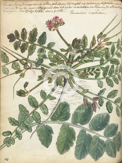 Cape meadow herb, 1786. Creator: Jan Brandes.