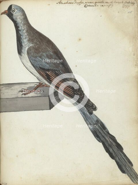 Cape pigeon, 1787. Creator: Jan Brandes.