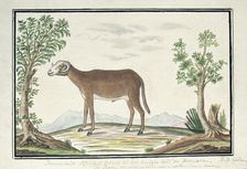 Cape ram, 1777-1786. Creator: Robert Jacob Gordon