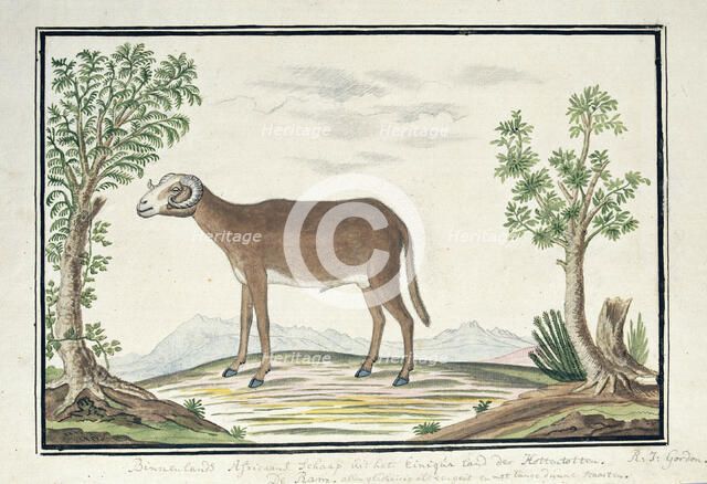 Cape ram, 1777-1786. Creator: Robert Jacob Gordon.