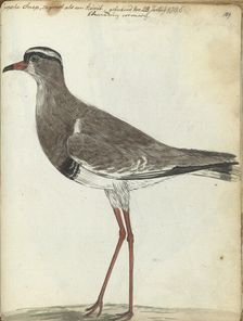 Cape Snipe, 1786. Creator: Jan Brandes
