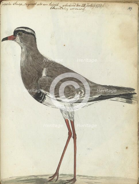 Cape Snipe, 1786. Creator: Jan Brandes.