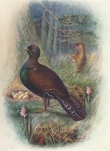 Capercaillie c1910, (1910). Artist: George James Rankin
