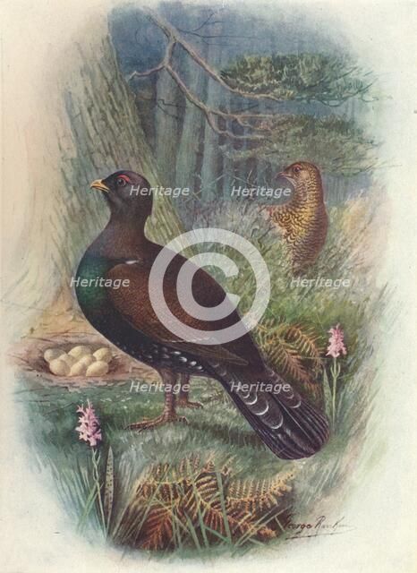 'Capercaillie', c1910, (1910). Artist: George James Rankin.