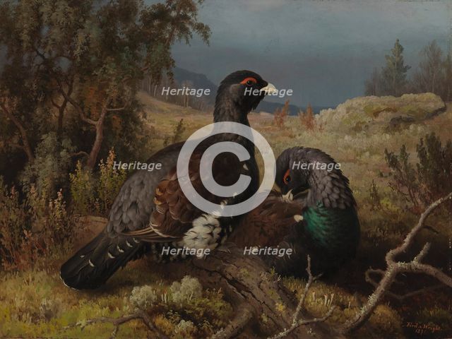 Capercaillie Cocks, 1876. Creator: Ferdinand von Wright.