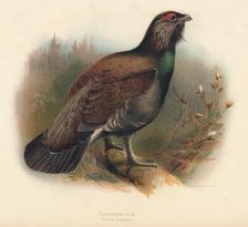 Capercaillie (Tetrao urogallus) 1900, (1900). Artist: Charles Whymper