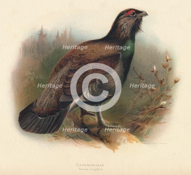 'Capercaillie (Tetrao urogallus)', 1900, (1900). Artist: Charles Whymper.