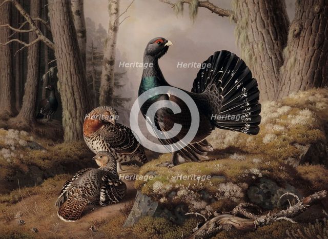 Capercaillies Courting, 1862. Creator: Ferdinand von Wright.