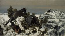 Capercaillies in a Winter Landscape, 1899. Creator: Bruno Liljefors