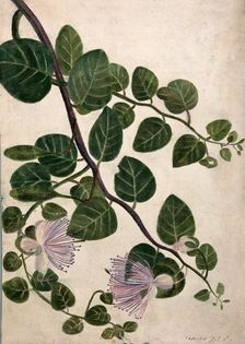 Capers (Caparis spinosa): flowering stem, c1890s. Creator: Unknown