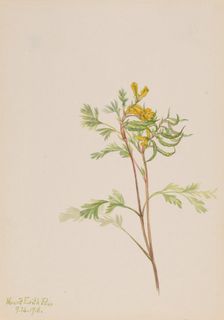 Capnoides aureum, 1918. Creator: Mary Vaux Walcott