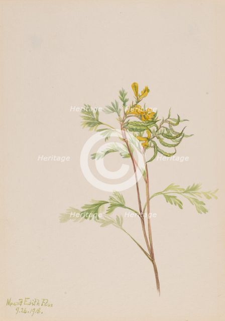 Capnoides aureum, 1918. Creator: Mary Vaux Walcott.