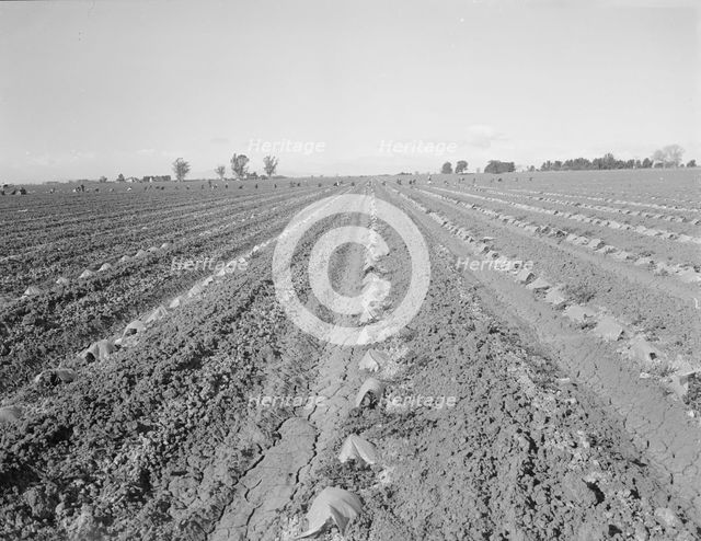 Capped cantaloupe, Imperial Valley, California, 1937. Creator: Dorothea Lange.