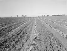 Capped cantaloupe, Imperial Valley, California, 1937. Creator: Dorothea Lange