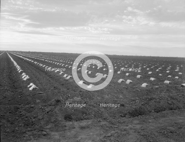 Capped cantaloupe, Imperial Valley, California, 1937. Creator: Dorothea Lange.