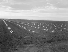 Capped cantaloupe, Imperial Valley, California, 1937. Creator: Dorothea Lange