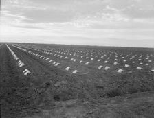 Capped cantaloupe, Imperial Valley, California, 1937. Creator: Dorothea Lange