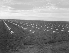 Capped cantaloupe, Imperial Valley, California, 1937. Creator: Dorothea Lange