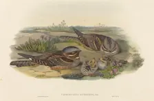 Caprimulgus europaeus (Nightjar). Creators: John Gould, Henry Constantine Richter
