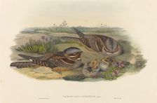 Caprimulgus europaeus (Nightjar). Creators: John Gould, Henry Constantine Richter