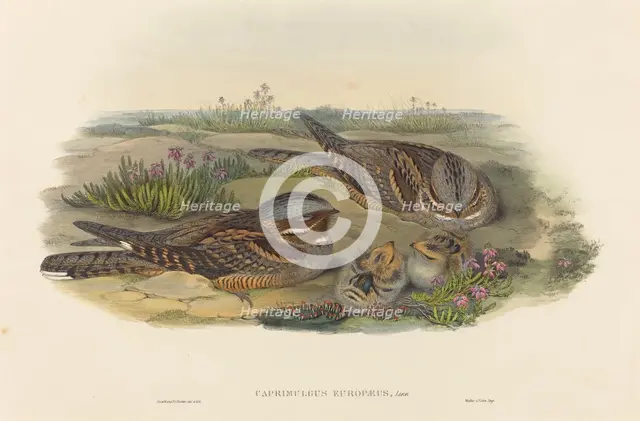 Caprimulgus europaeus (Nightjar). Creators: John Gould, Henry Constantine Richter.