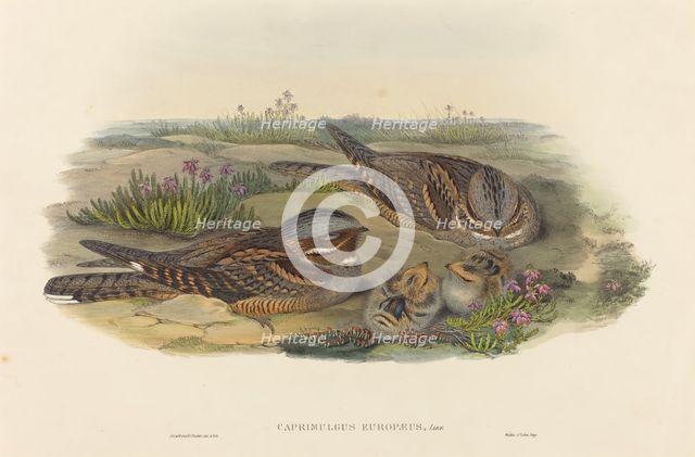 Caprimulgus europaeus (Nightjar). Creators: John Gould, Henry Constantine Richter.