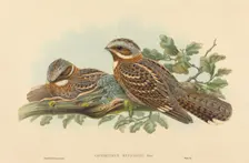 Caprimulgus Ruficollis. Creators: John Gould, Henry Constantine Richter