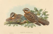 Caprimulgus Ruficollis. Creators: John Gould, Henry Constantine Richter