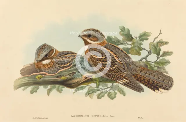 Caprimulgus Ruficollis. Creators: John Gould, Henry Constantine Richter.