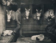 Captain Oates, on the "Terra Nova" with the Siberian Ponies c1911, (1914). Creator: Herbert Ponting