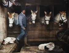 Captain Oates, on the "Terra Nova" with the Siberian Ponies c1911, (1914). Creator: Herbert Ponting