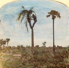 Captain Osman shooting from a tree with the aid of straps, India, 1900s