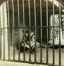 Captured man-eating tiger blamed for 200 deaths, Calcutta, India, c1903.Artist: Underwood & Underwood