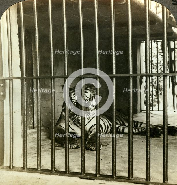 Captured man-eating tiger blamed for 200 deaths, Calcutta, India, c1903.Artist: Underwood & Underwood