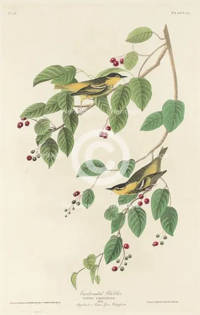 Carbonated Warbler, 1829. Creator: Robert Havell.